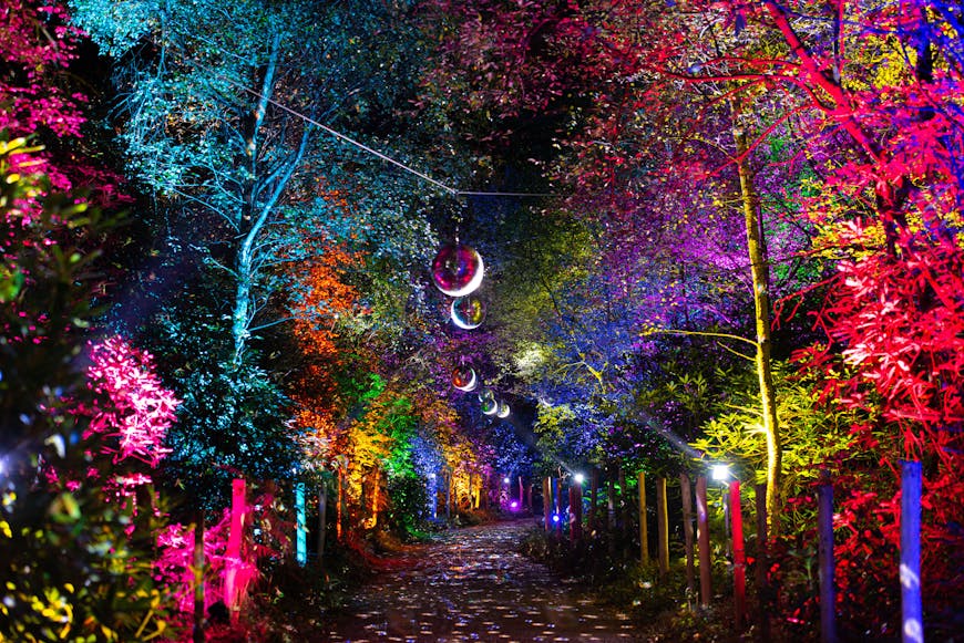 Colourful lights illuminate the trees at BeWILDerwood during the Glorious Glowing Lantern Parade